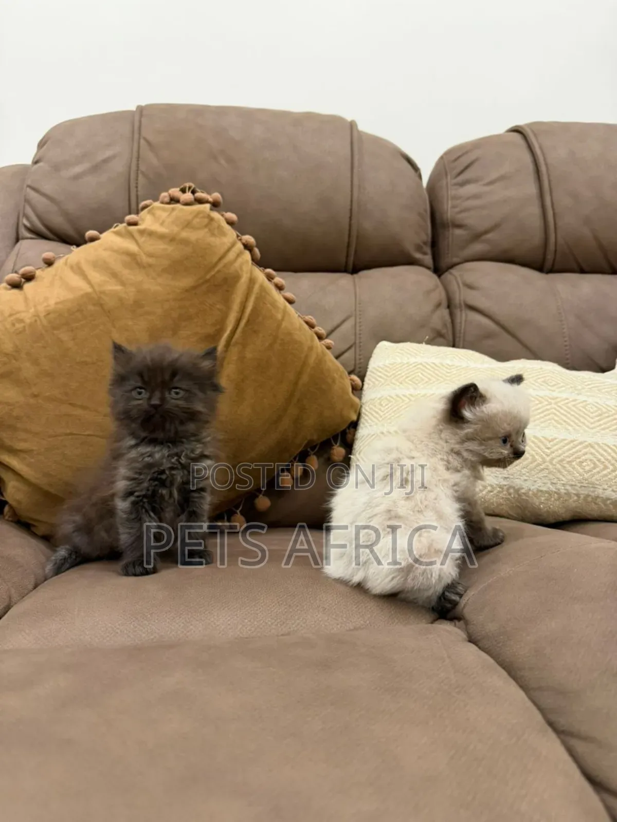 1-3 months Male Purebred Persian