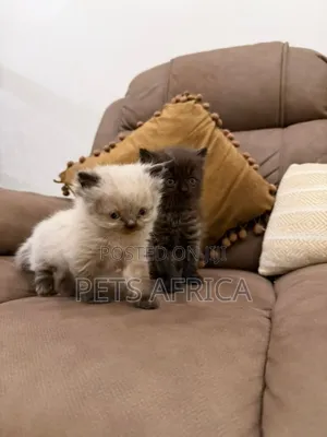 1-3 months Male Purebred Persian