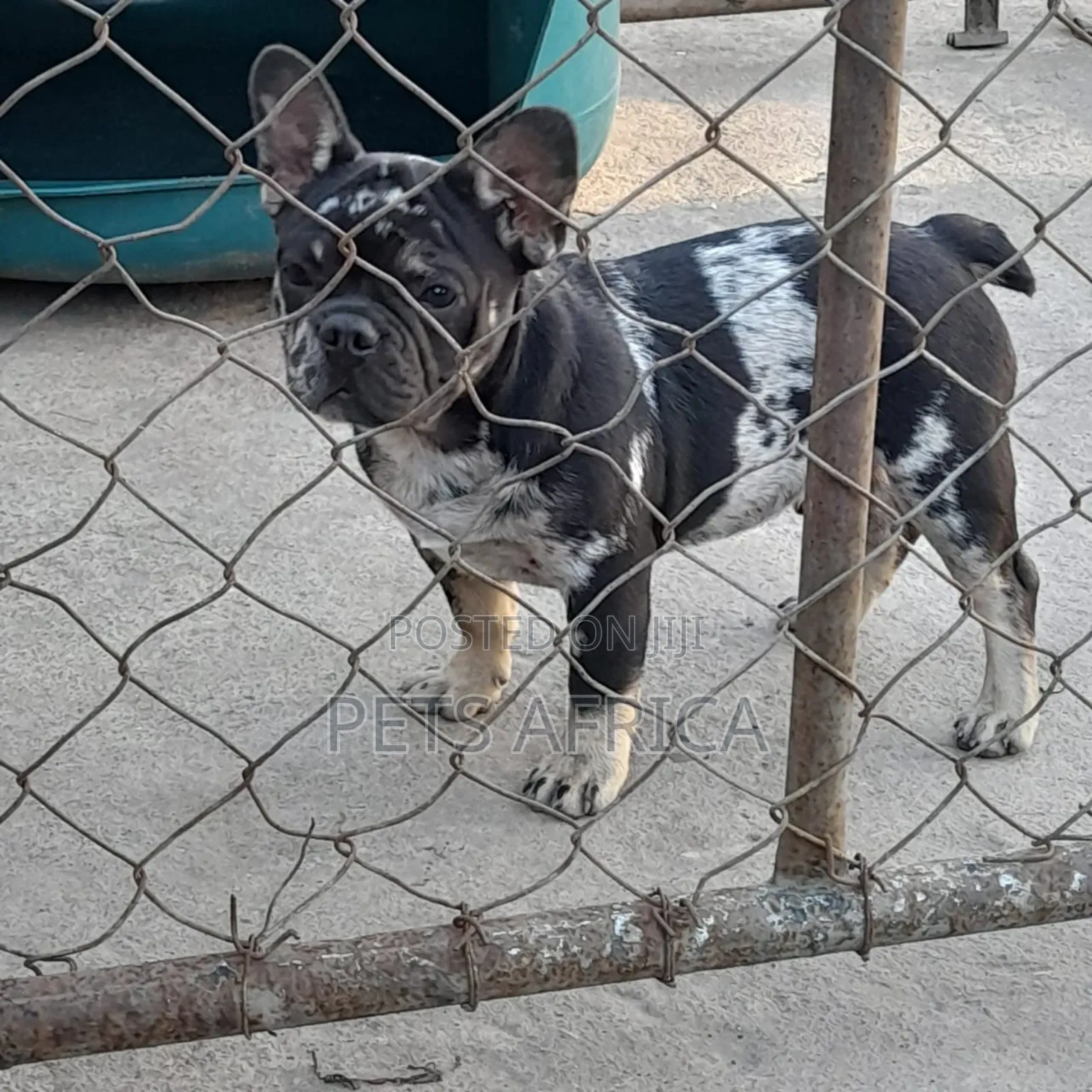 1-3 months Male Purebred French Bulldog