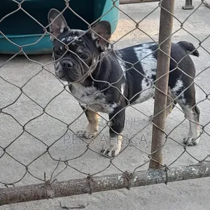 1-3 months Male Purebred French Bulldog