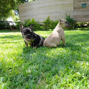 1-3 months Male Purebred French Bulldog