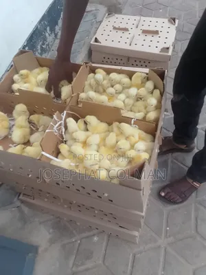 Broiler Chickens