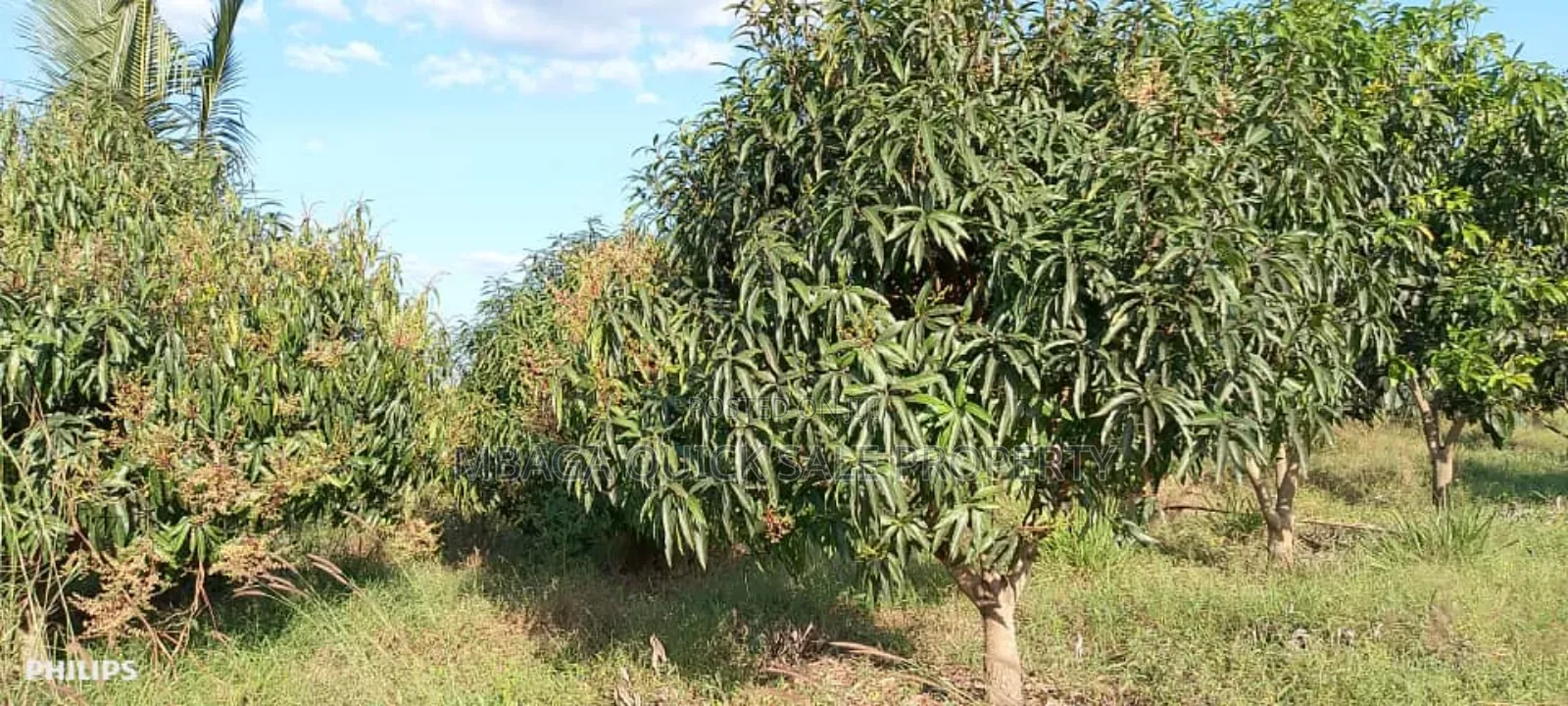 Farms With 325 Acres for Sale at Mkuranga