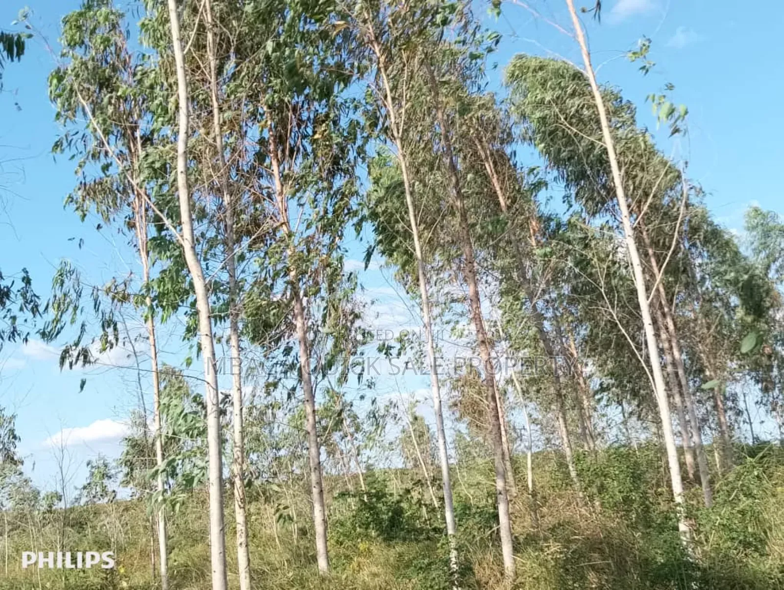 Farm 325 Acres for Sale at Mkuranga in Cluding Godown, Fish Pound