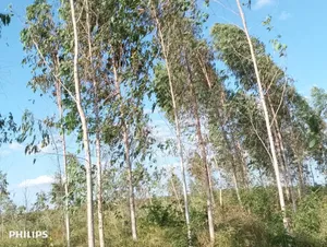 Farm 325 Acres for Sale at Mkuranga in Cluding Godown, Fish Pound
