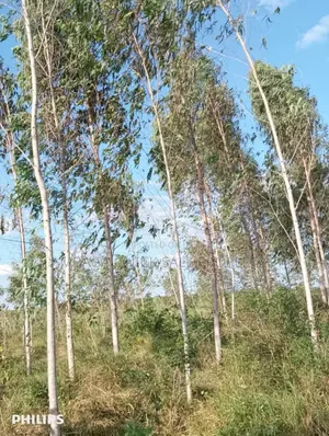 Farm 325 Acres for Sale at Mkuranga in Cluding Godown, Fish Pound