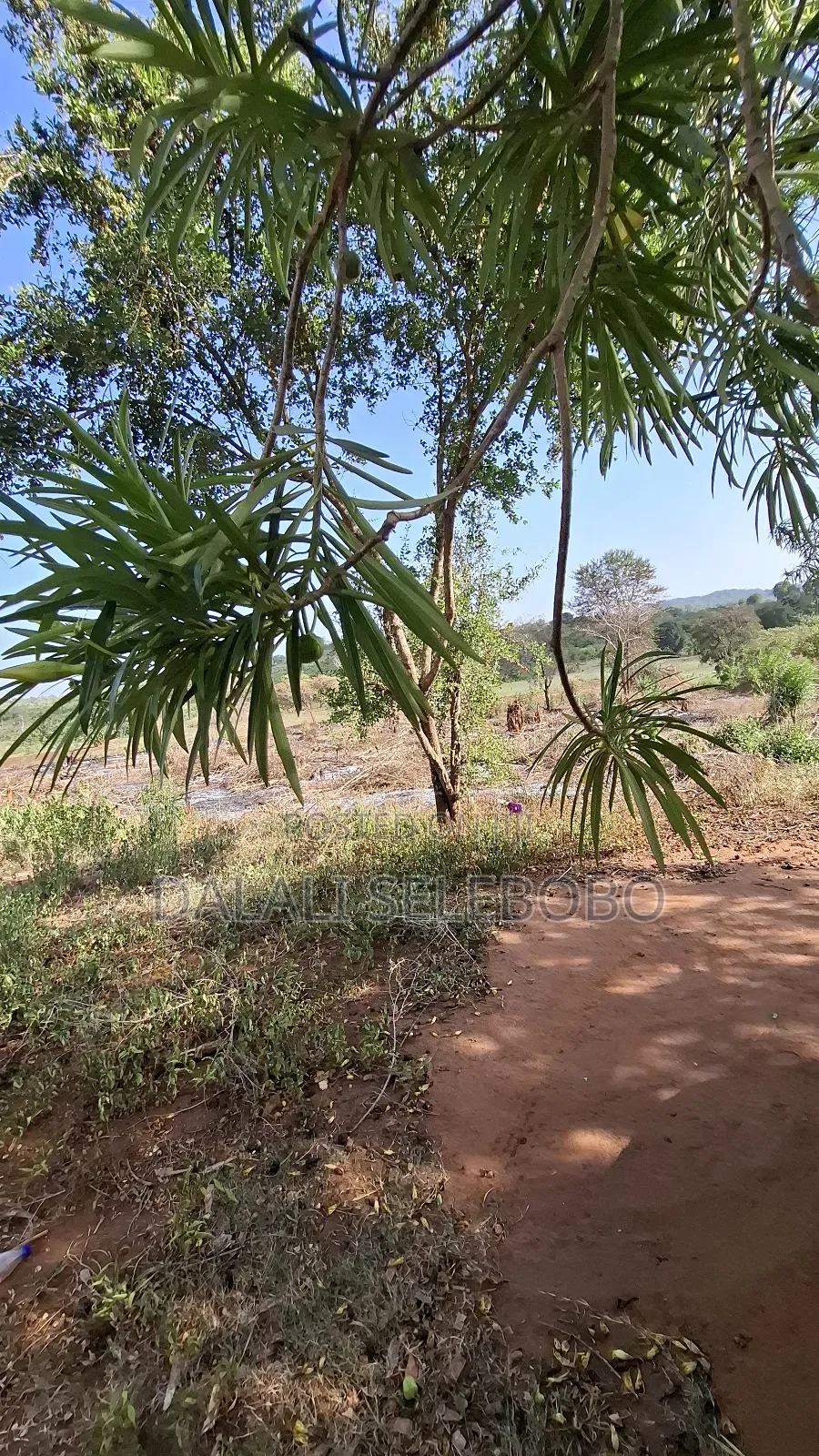 Hector 37 at Morogoro Magole