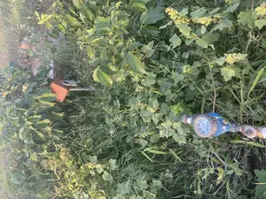 Shamba Linauzwa Bago Hekari 40