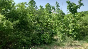 Shamba La Ekari 16 Linauzwa Kidomole