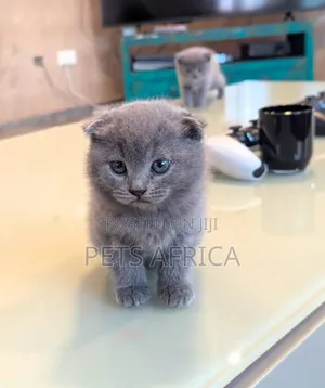 1-3 months Male Purebred Scottish Fold