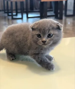 1-3 months Male Purebred Scottish Fold