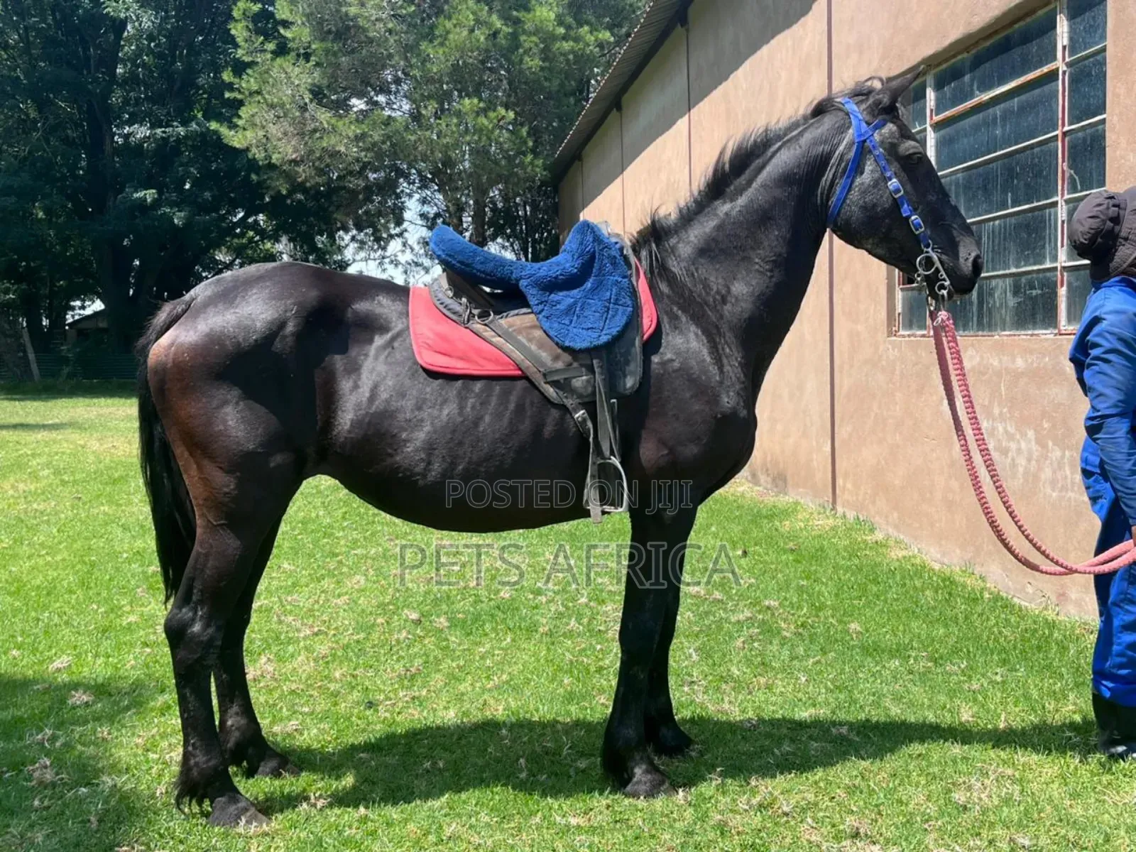 Horses Available