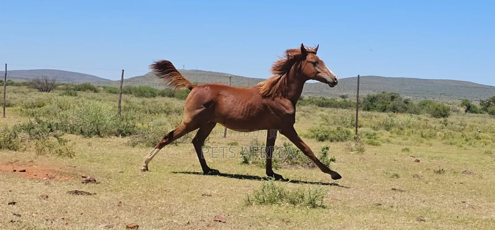 Horses Available
