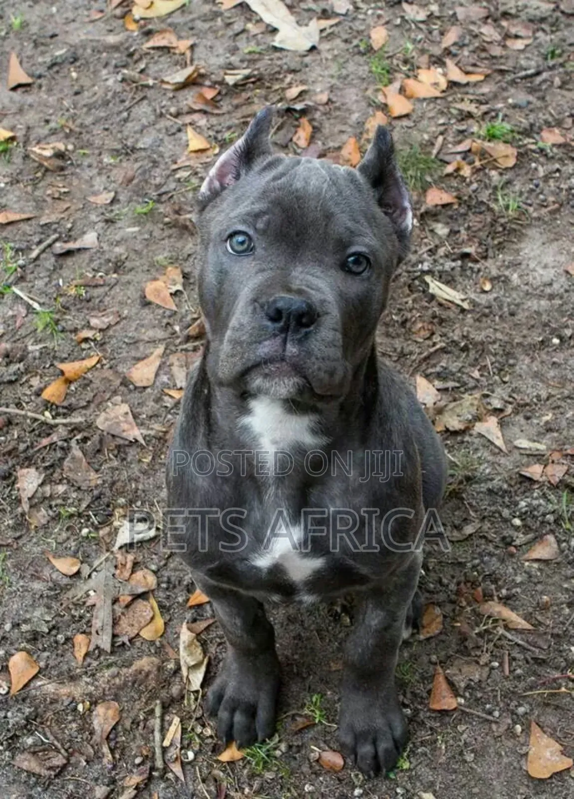 1-3 months Male Purebred Cane Corso