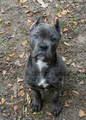 1-3 months Male Purebred Cane Corso