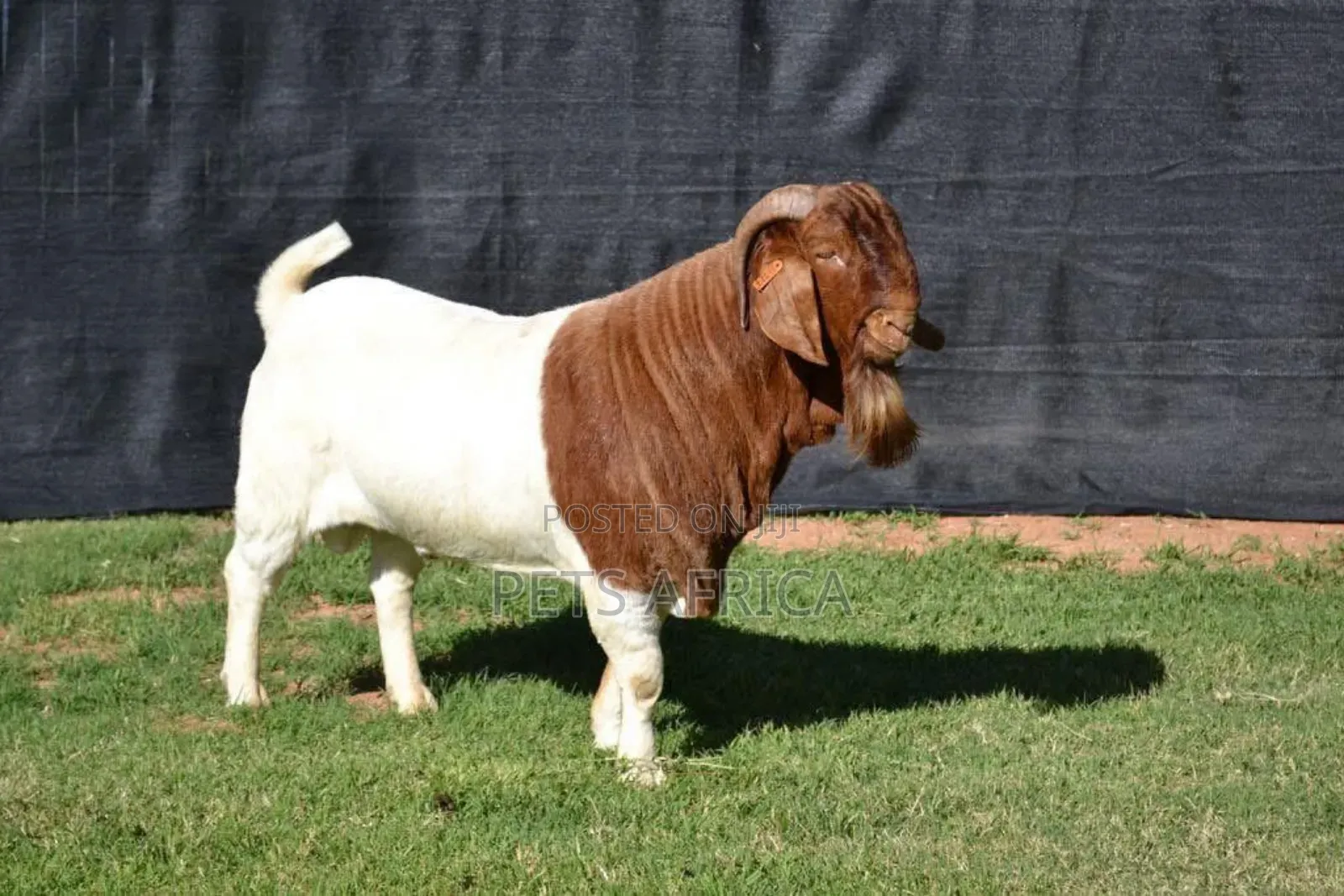 Boar Goats Available