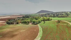*2,000 Acres Investment Farms for Sale in Ol Molog, West Kilimanjaro*