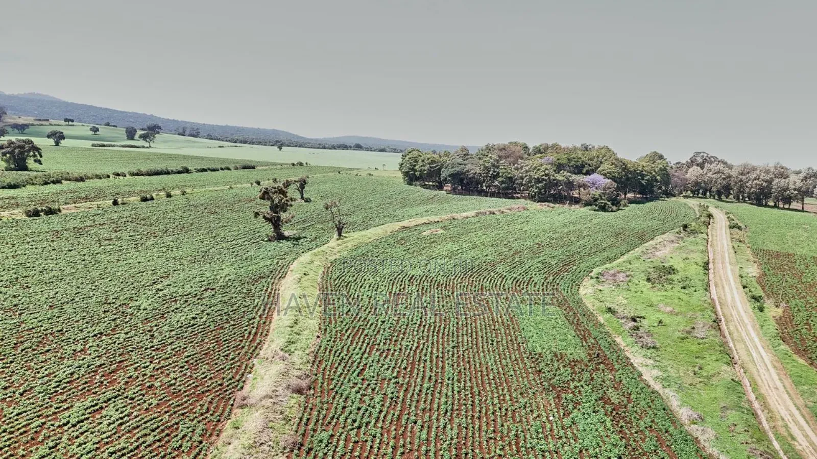 *2,000 Acres Investment Farms for Sale in Ol Molog, West Kilimanjaro*