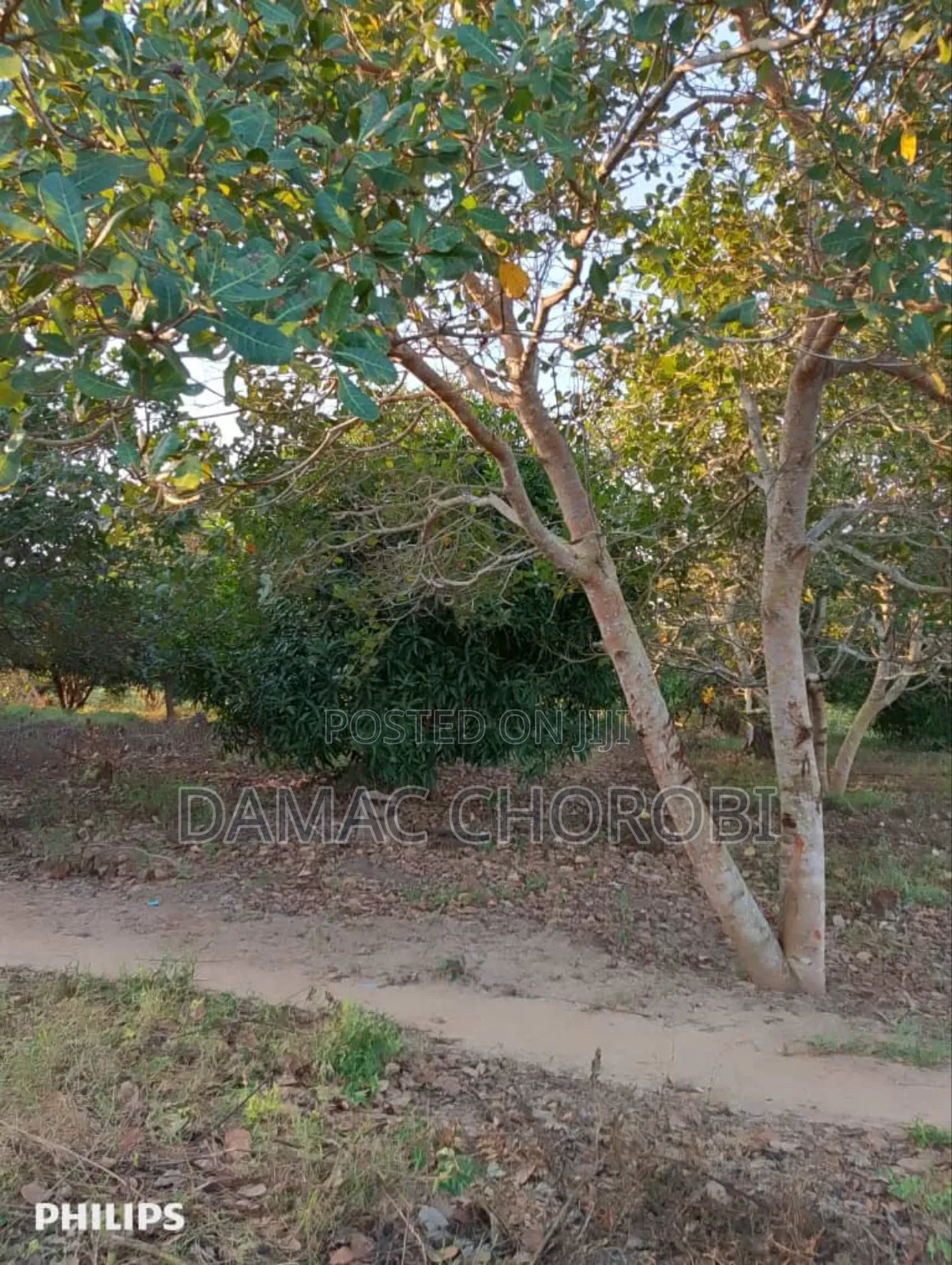 Shamba Bora Kabisa Linauzwa