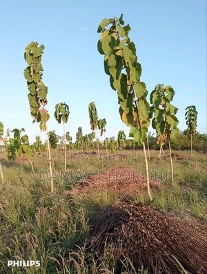Shamba Bora Kabisa Linauzwa