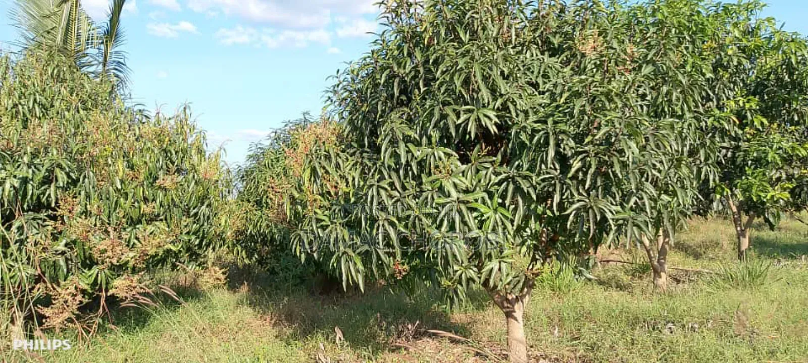 Shamba Bora Kabisa Linauzwa
