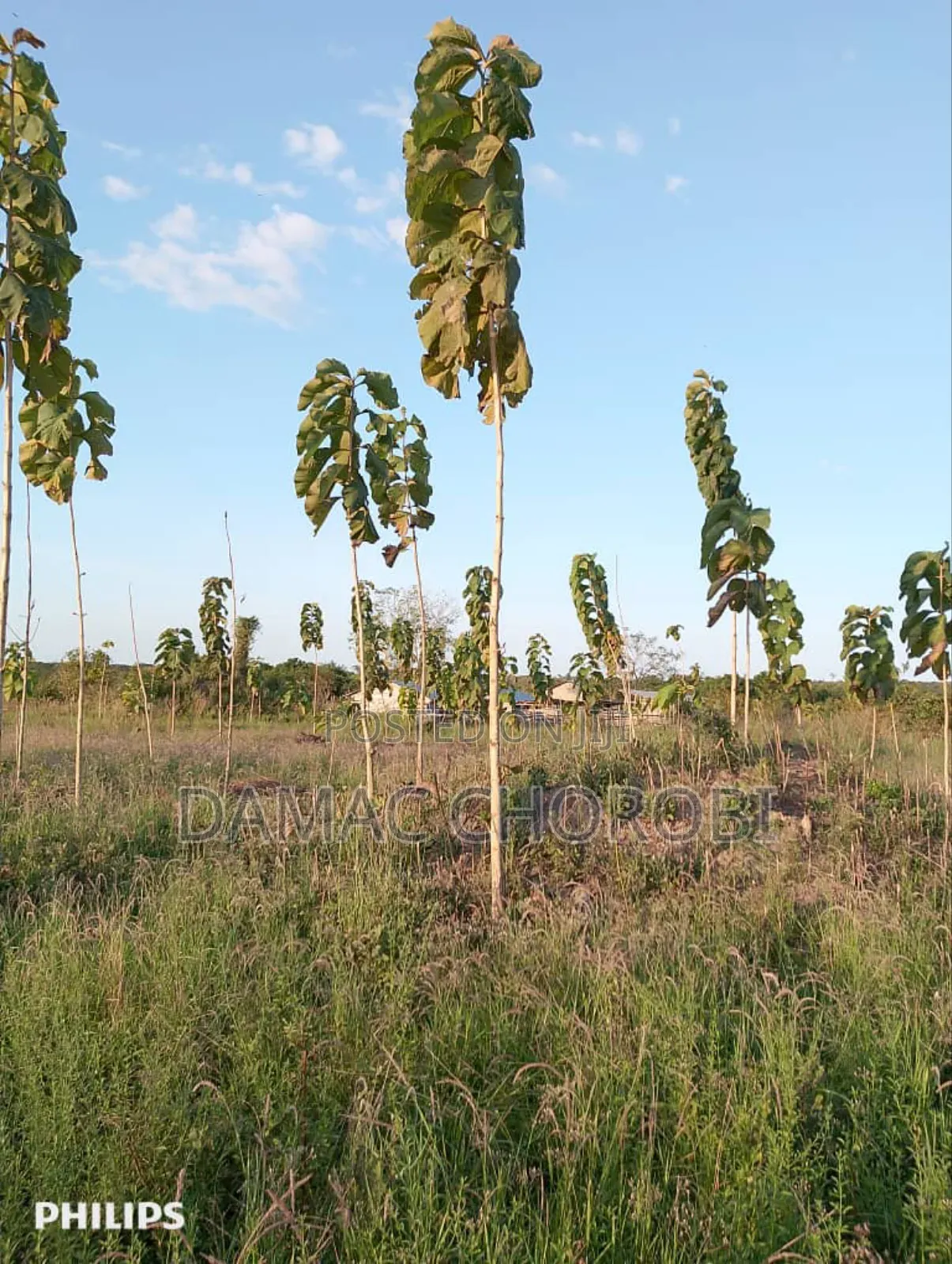 Shamba Bora Kabisa Linauzwa
