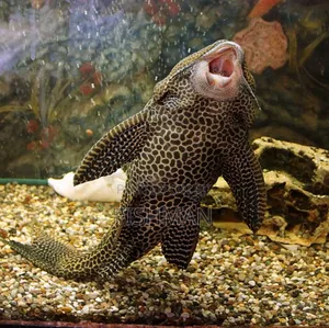 Catfish Samaki Anaekula Uchafu Ndani Ya Aquarium Na Kuwa Safi Mda Wote