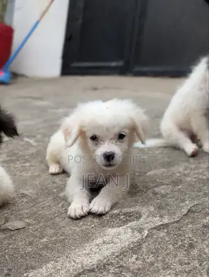 1-3 months Male Purebred American Eskimo