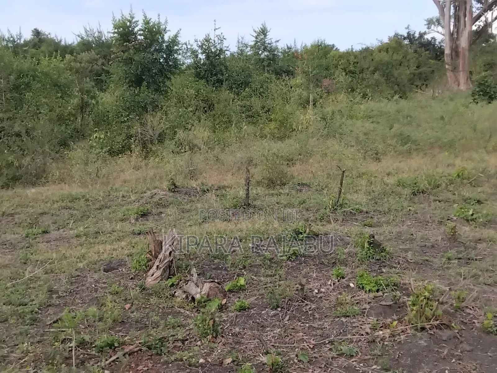 Shamba Rinauzwa Bagamoyo Fikayosi
