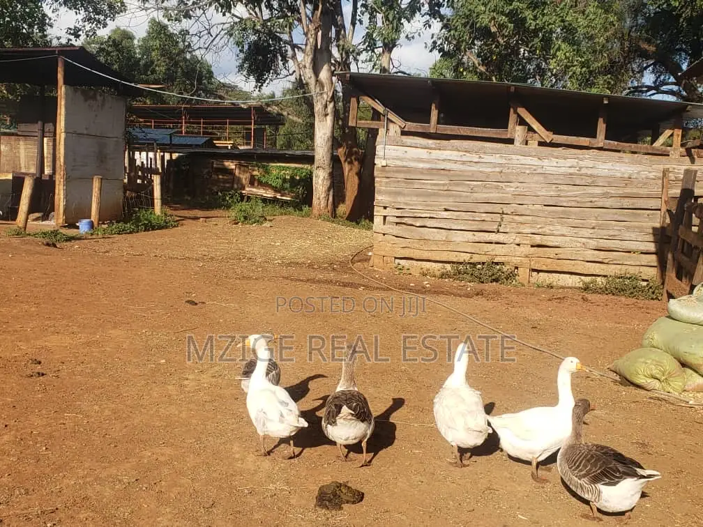756 Acres Farm Within the Wildlife Corridor 4 Sale in West Kilimanjaro