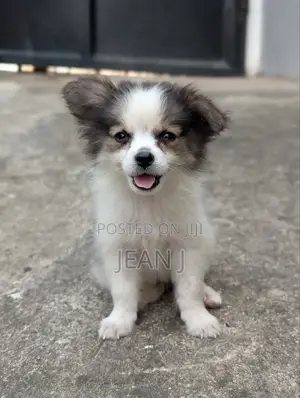 1-3 months Female Purebred American Eskimo