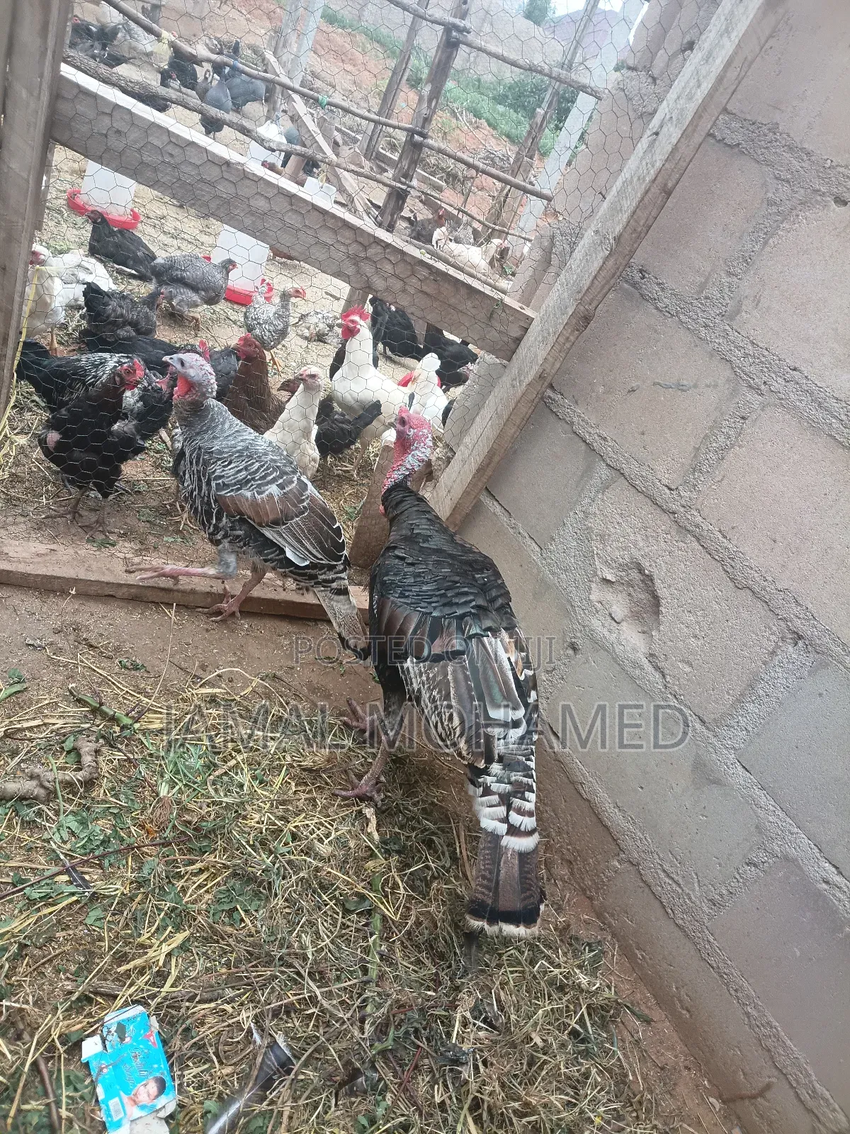 Bata Mzinga Dume 150000/=
