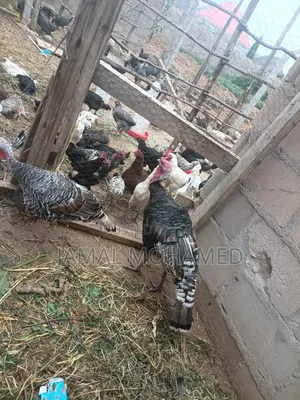 Bata Mzinga Dume 150000/=