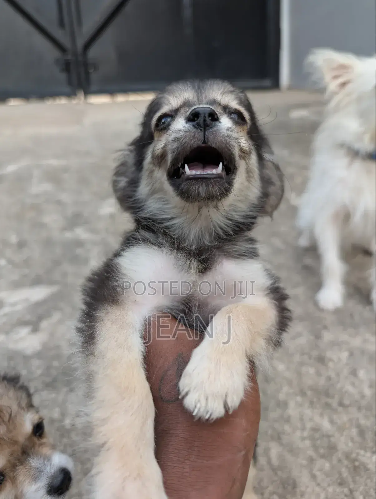 1-3 months Male Purebred American Eskimo