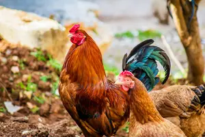 Mwanga Premium Poultry – Kuku Wa Asili