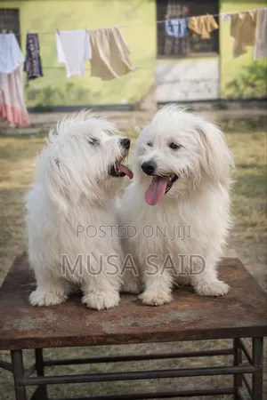 6-12 months Male Purebred Maltese
