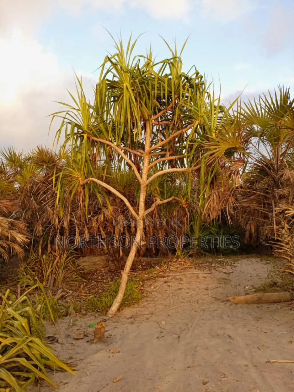 Beach at Pangani Town