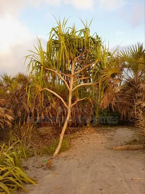 Beach at Pangani Town
