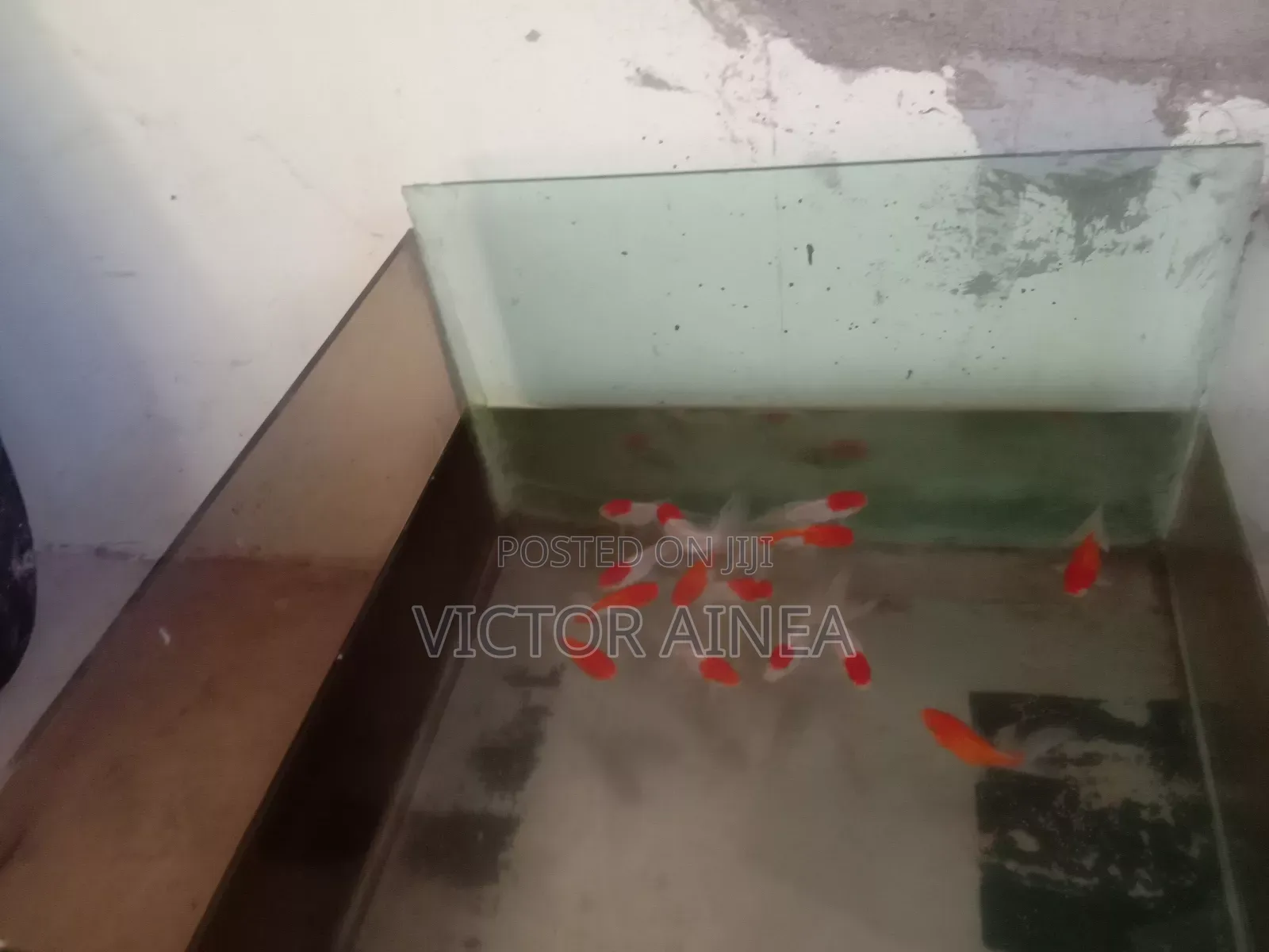 Petfish Different Breeds Available