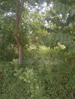 Shamba Linauzwa Tambani