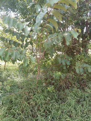Shamba Linauzwa Tambani