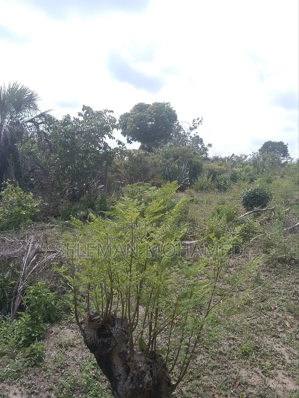 Shamba Linauzwa Tambani