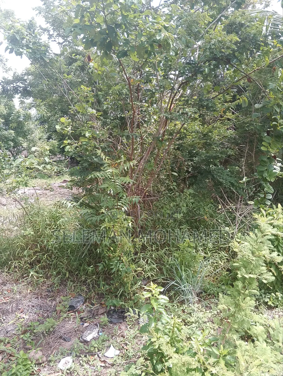 Shamba Linauzwa Tambani