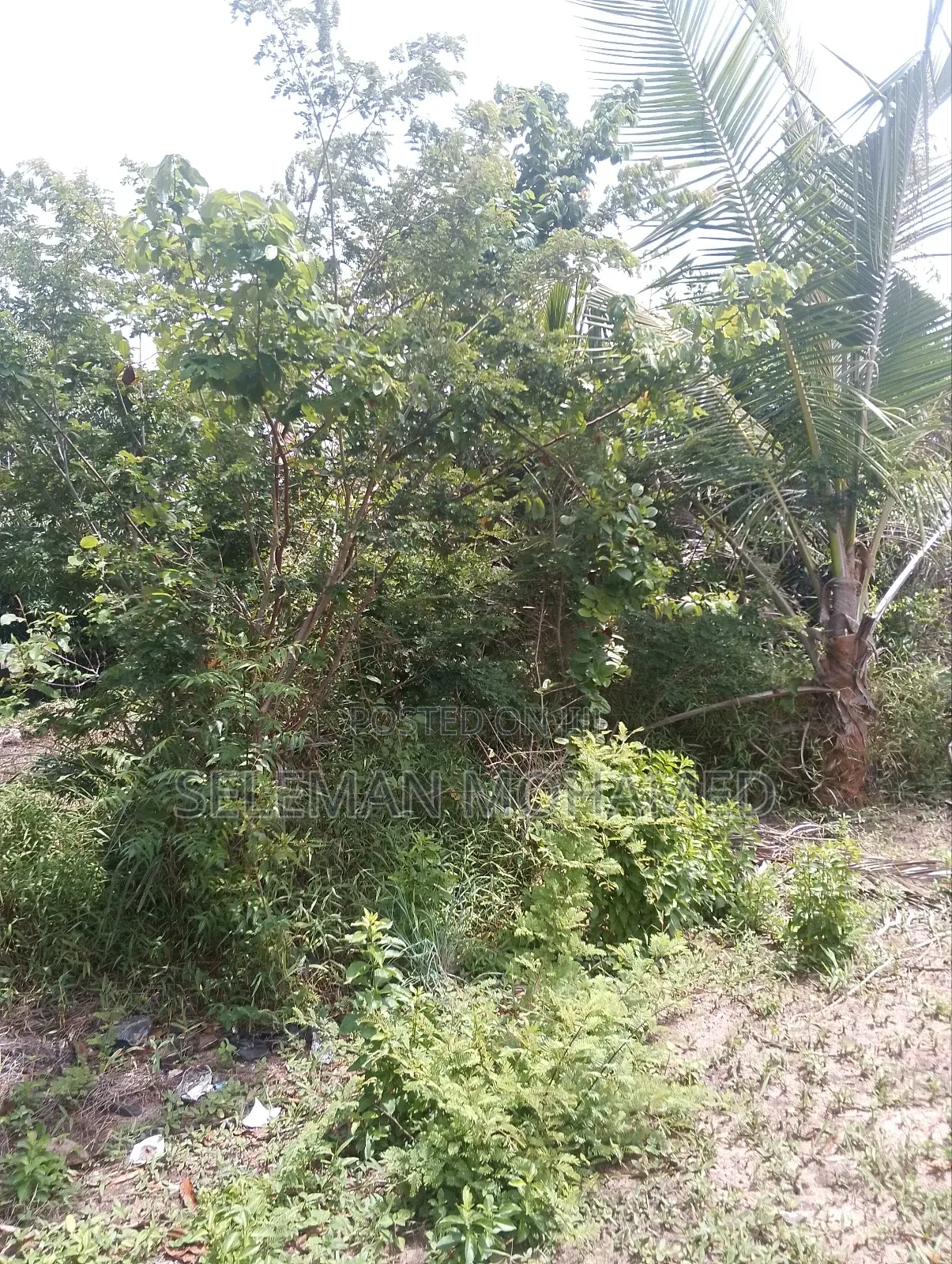 Shamba Linauzwa Tambani