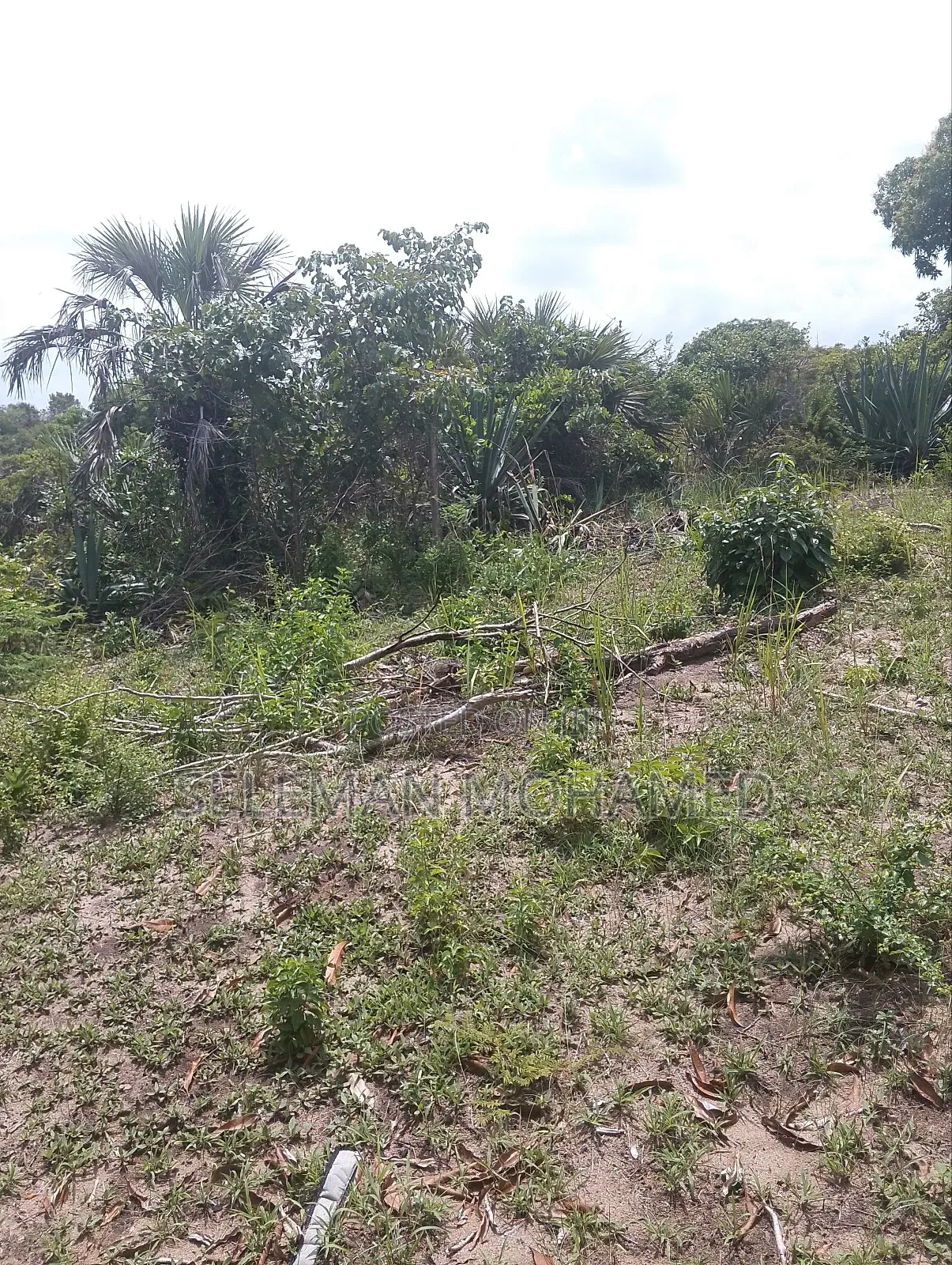 Shamba Linauzwa Tambani