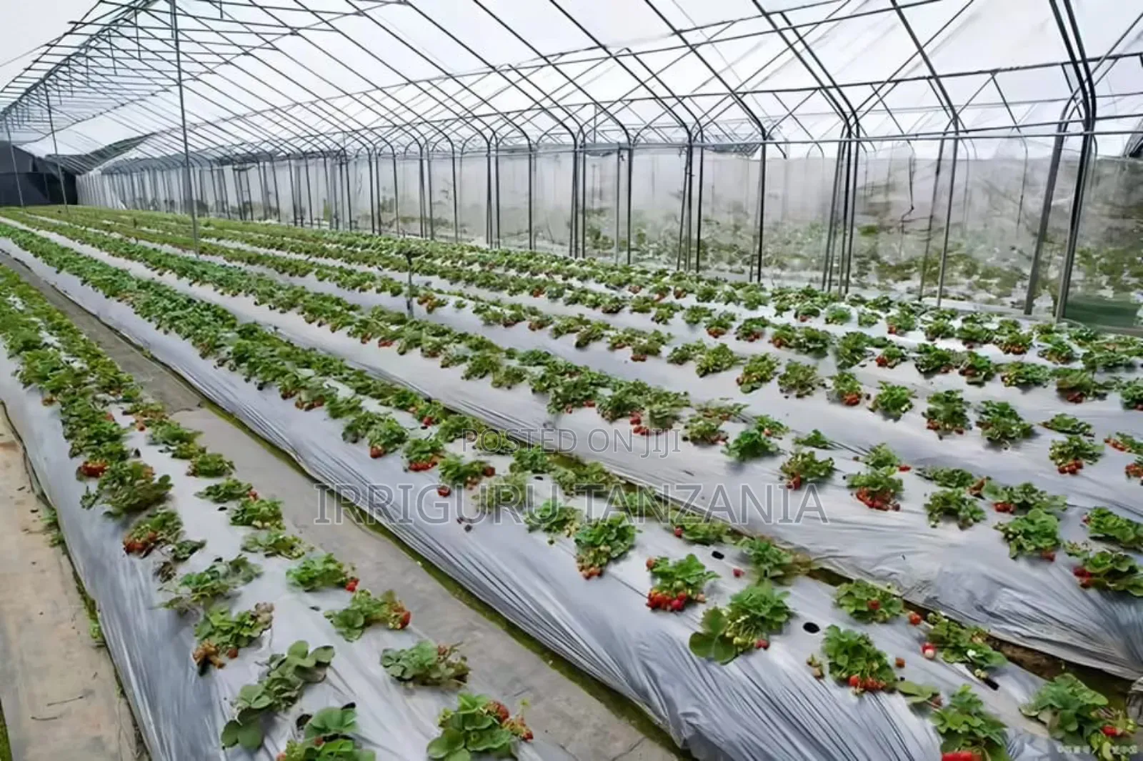 Plastic Mulch Sheet