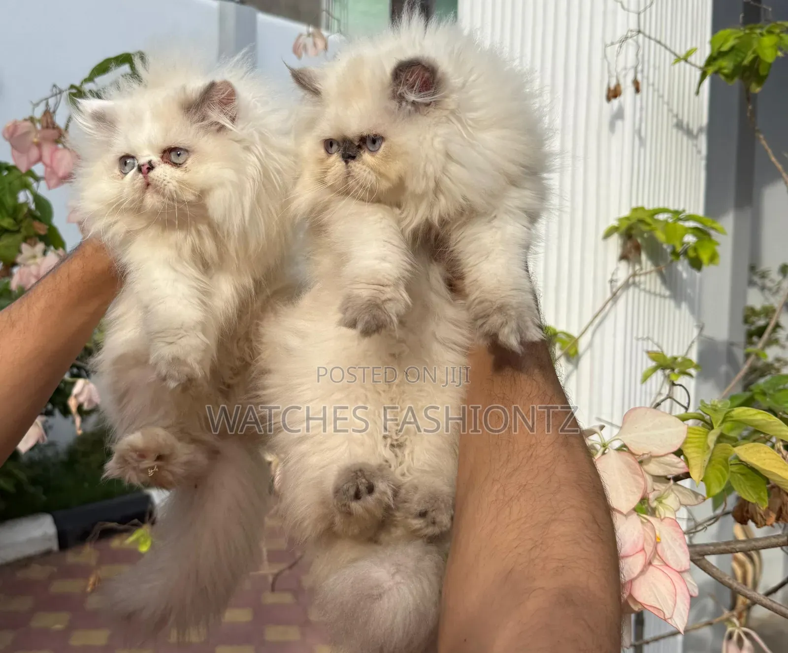 1-3 months Female Purebred Persian