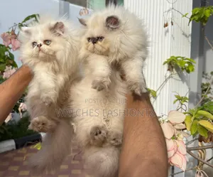 1-3 months Female Purebred Persian