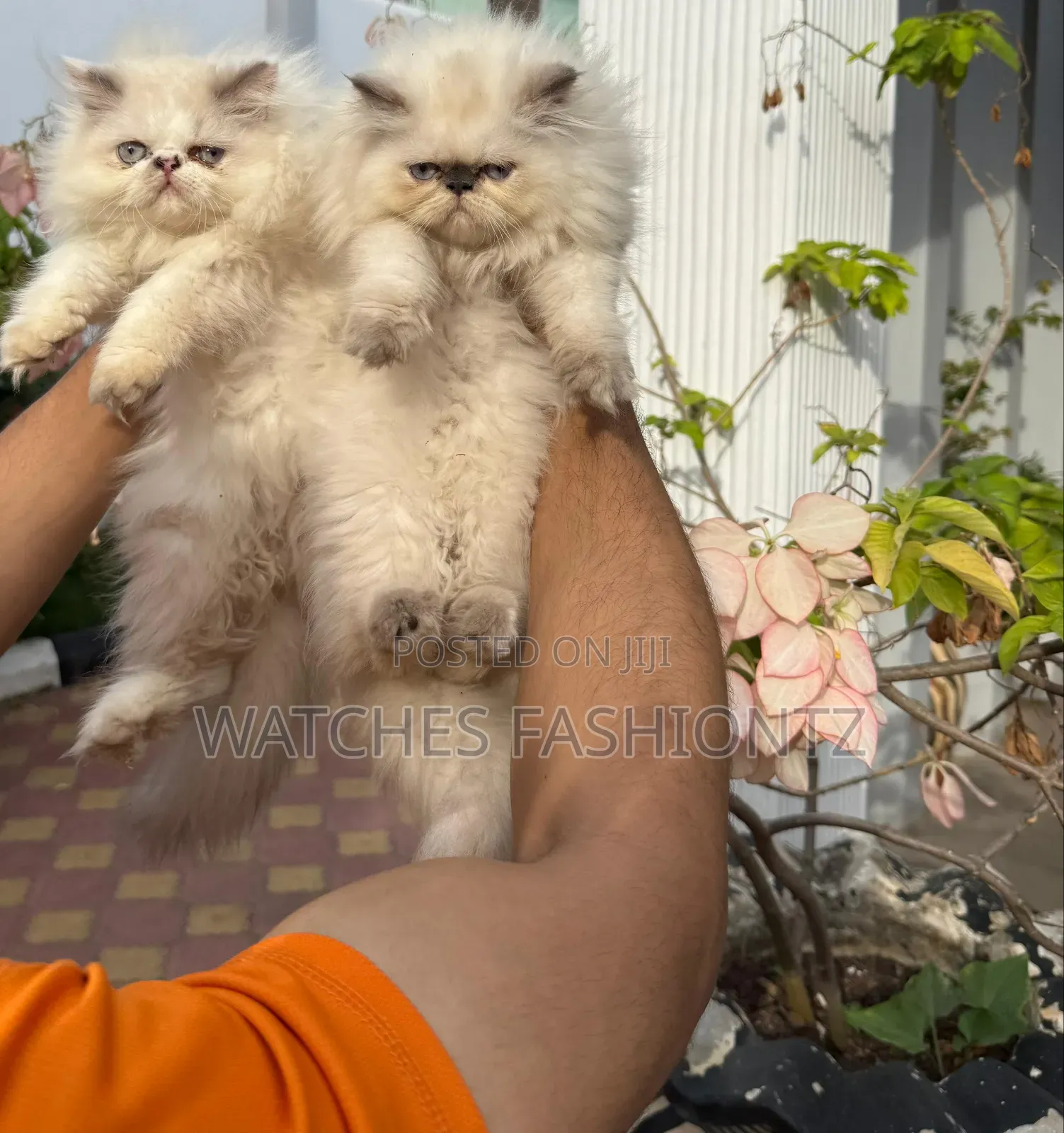 1-3 months Female Purebred Persian
