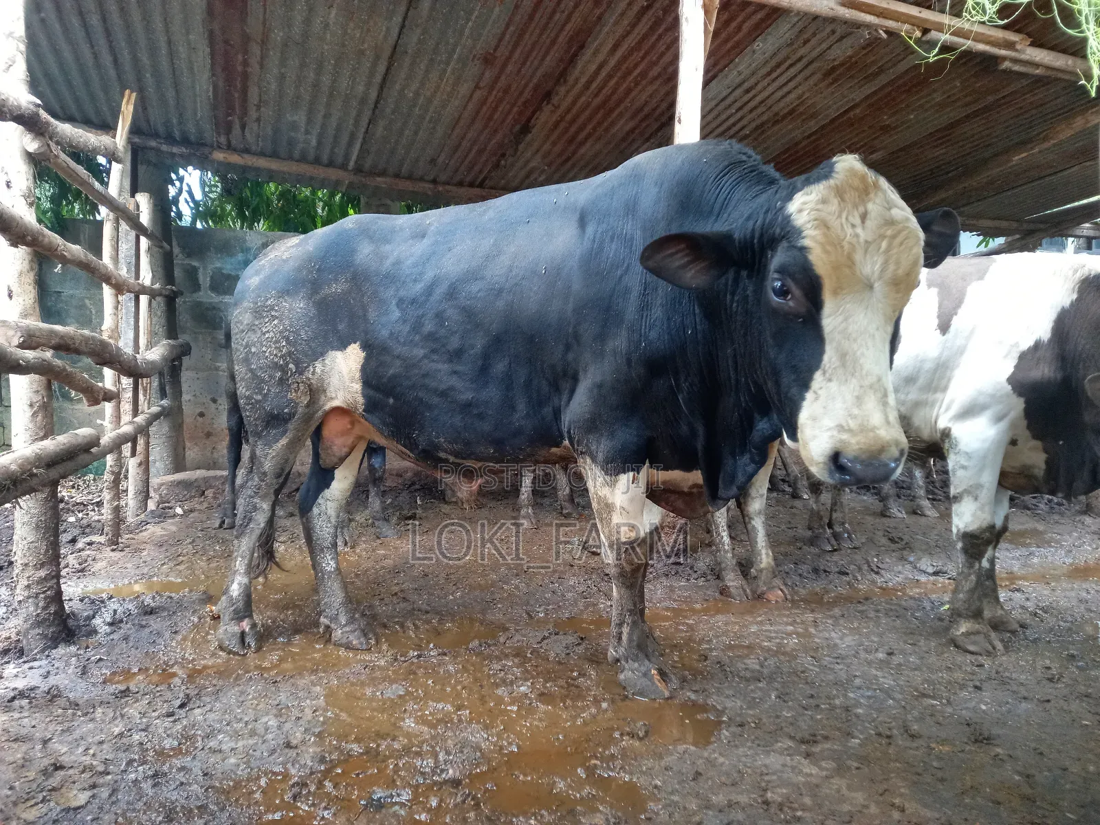 Holstein Friesian Bull